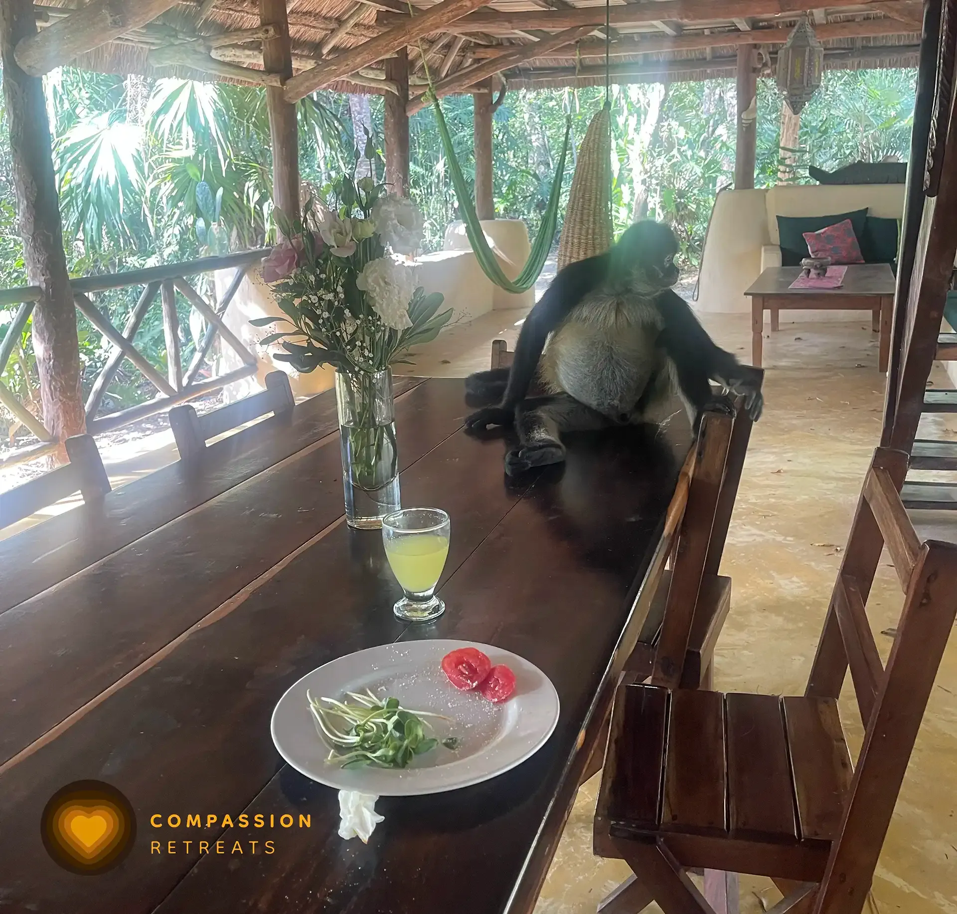 A moment from the Compassion Retreats jungle sanctuary — photo 20